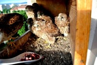 /album/a21-6-2013/hamy-hamy-jpg/